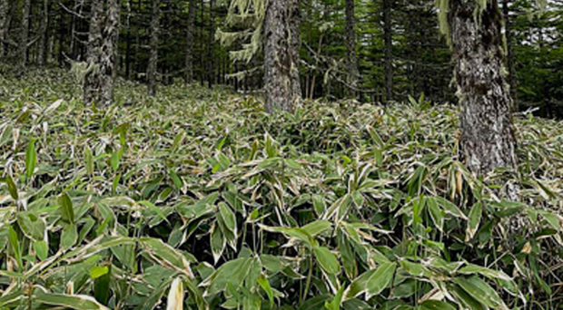 大和生物研究所では、昭和43年にそのノウハウを確立。翌44年には“クマザサの葉の抽出液”という成分で厚生労働省の認可を得、第3類医薬品「ササヘルス」の製造・販売を開始しました。疲労回復、食欲不振、口内炎をはじめ口臭・体臭の除去に効果を発揮する「ササヘルス」は、現在では保健、予防、プライマリーケアの観点から期待される医薬品として、そのニーズは今後ますます高まる傾向にあります。