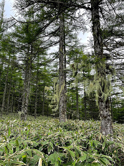 高山に自生する良質なクマ笹