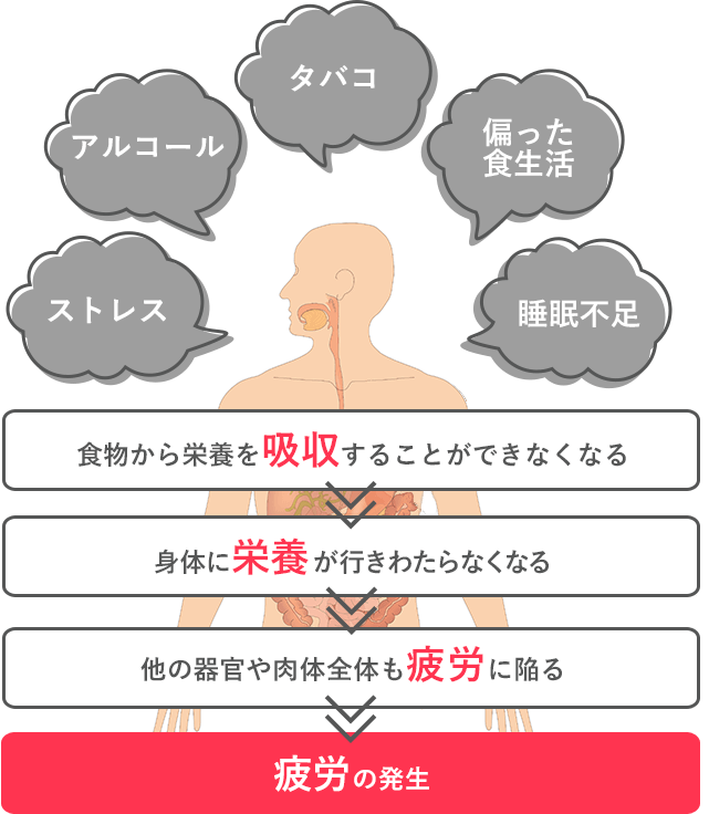 ストレス・アルコール・タバコ・偏った食生活・睡眠不足 食物から栄養を吸収することができなくなる 身体に栄養が行きわたらなくなる 他の期間や肉体全体も疲労に陥る 疲労の発生